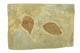 Wide Plate with Two Fossil Leaves (Zizyphus) - Montana #269351-1